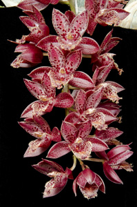 Mormodia Leopard Drops 'Sunset Valley Orchids' AM 85